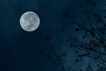 Full moon on sky with tree branch silhouette in the night.