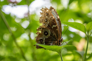 Butterfly on leaf. Morpho peleides. The Peleides blue morpho. Common morpho. The emperor, Morpho helenor.