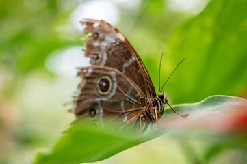 Butterfly on leaf. Morpho peleides. The Peleides blue morpho. Common morpho. The emperor, Morpho helenor.