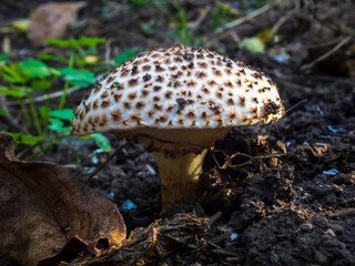A close-up photo of an edible mushroom
