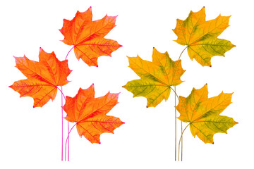 Bright colorful autumn leaves. nature