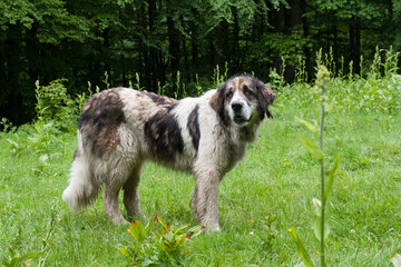 Old English Sheepdog photo