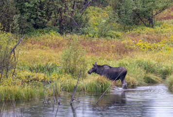 Cow Moose in Wyoming in Autumn