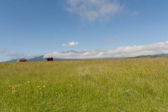 Cows pasture on grass in mountains photo