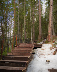 Stairs and path in a pine grove during the spring thaw season. High quality photo