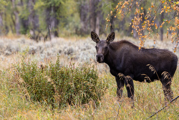 Cow Moose in Wyoming in Autumn