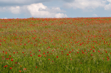 Field of poppies in bloom, Stony Hills, Hertfordshire