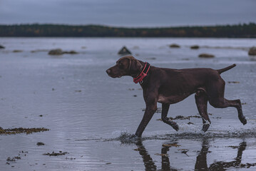 Young German Shorthaired Pointer (Kurzhaar) running in water at winter open for pets beach