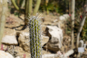 Shallow depth of field (selective focus) details with various Mediterranean plants in a botanical garden on the French riviera during a sunny spring day.