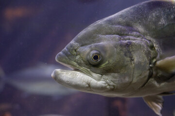 Tropical and exotic fish and corals inside an aquarium.