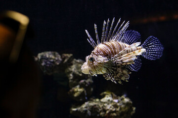 Pterois volitans or the Lionfish, a venomous fish, inside an aquarium