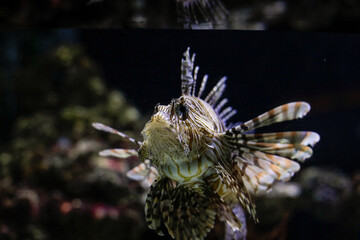Fototapeta na wymiar Pterois volitans or the Lionfish, a venomous fish, inside an aquarium