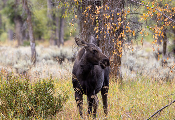 Cow Moose in Wyoming in Autumn