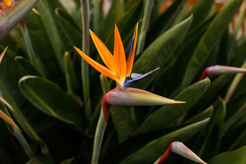 Shallow depth of field (selective focus) details with Strelitzia reginae, commonly known as the crane flower, bird of paradise, on the French riviera during a sunny spring day.