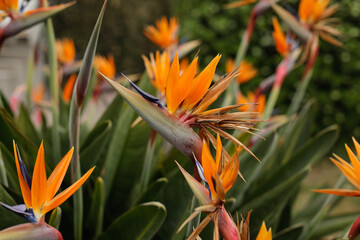 Shallow depth of field (selective focus) details with Strelitzia reginae, commonly known as the crane flower, bird of paradise, on the French riviera during a sunny spring day.