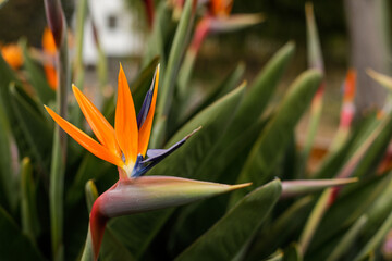 Fototapeta na wymiar Shallow depth of field (selective focus) details with Strelitzia reginae, commonly known as the crane flower, bird of paradise, on the French riviera during a sunny spring day.
