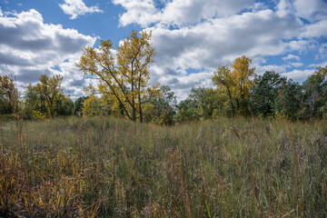 Forest in Autumn