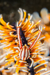 Crinoid shrimp hiding