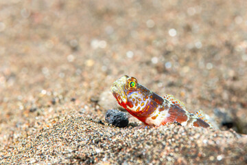 Jawfish peeking out of den