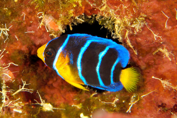 Fototapeta na wymiar Colorful queen angelfish
