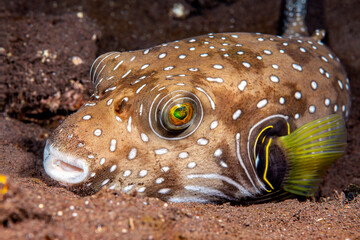 Pufferfish in Indonesia