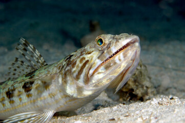 Lizardfish hunting