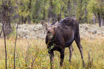 Cow Moose in Wyoming in Autumn