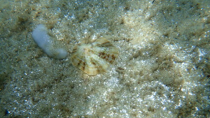 Seashell of Mediterranean limpet or rayed Mediterranean limpet (Patella caerulea) undersea, Aegean...