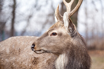 Portrait of roe deer looking in spring nature
