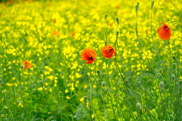 field of poppies