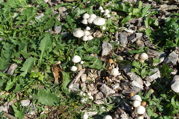 des petits champignons