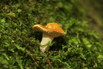 Close up of a small hedgehog mushreeom (Hydnum sp.) growing out of a clump of green moss. 