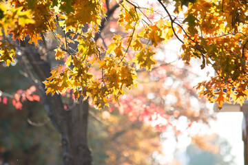 autumn leaves background