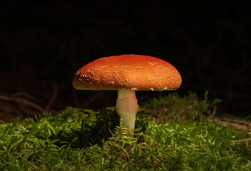 Red poisonous mushroom fly agaric in the forest. Amanita muscaria. Close-up. Selective focus.