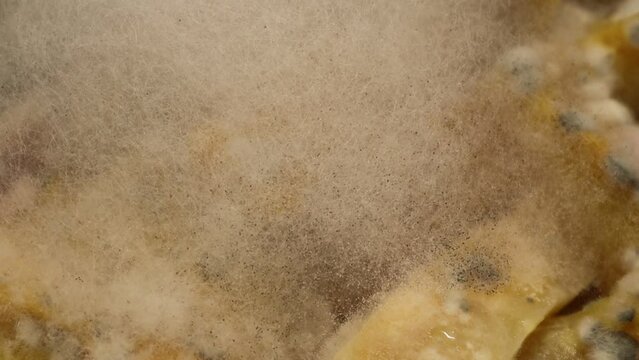 Mold growing naturally on organic food in a few days