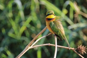 Little Bee-eater, Mkhuze, South Africa