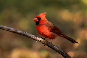 Northern cardinal (Cardinalis cardinalis) poses in great morning light in Sarasota, Florida