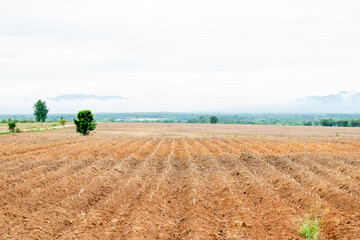 vacant land before planting beautiful Landscape