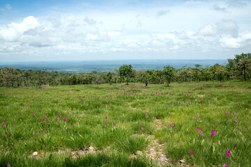 Pink and purple flower blooming in grass field over hillside with cloudy sky