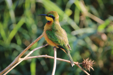 Little Bee-eater, Mkhuze, South Africa