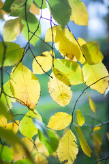 Obraz premium Autumn foliage on a branch, illuminated by the sun, beautiful autumn background with yellow foliage