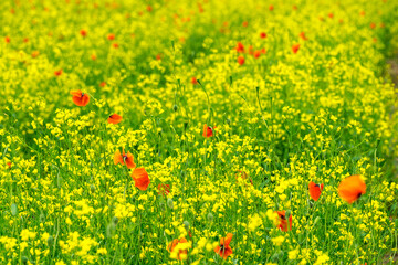 field of poppies