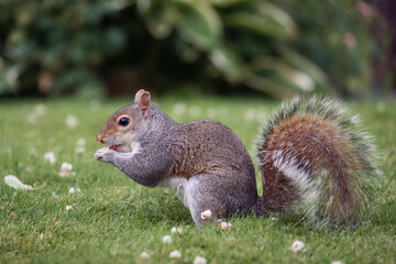 Naklejka na ściany i meble Funny squirrel sitting in the summer park. Dunfermline, Scotland