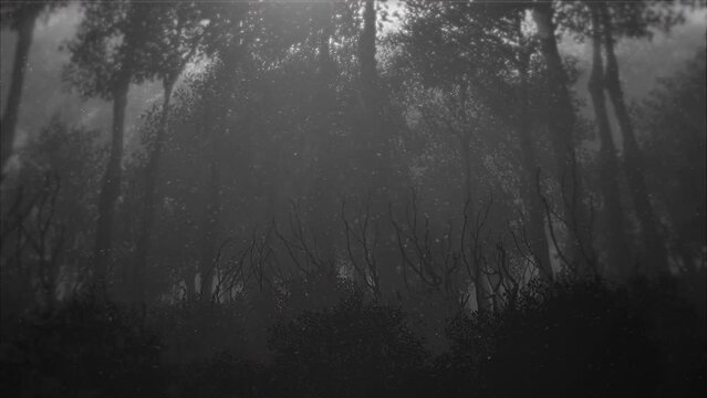 Halloween motif animation background. Silhouette panorama of an old dark forest with fog