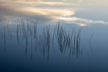 Reeds in calm water at sunrise in Nine Mile Pond in Everglades National Park, Florida.