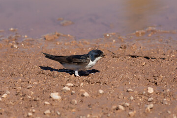 Swallow collecting mud for building a nest