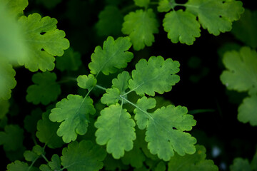 The bright green branch celandine (Chelidonium). Traditional medicine