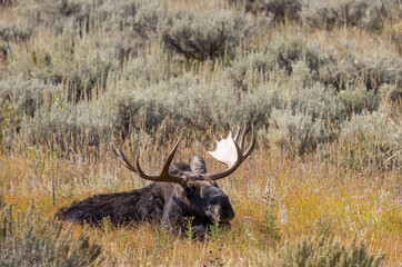 Bull Moose in Wyoming in Autumn