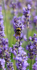 purple flowers of fragrant lavender and a large bumblebee that sucks nectar to pollinate
