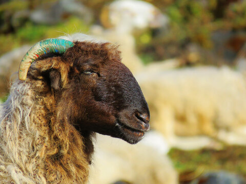 Sheep, Manech A Tete Rousse, red head-Manech, Aries. Manech, red head sheep. Mountain sheep.